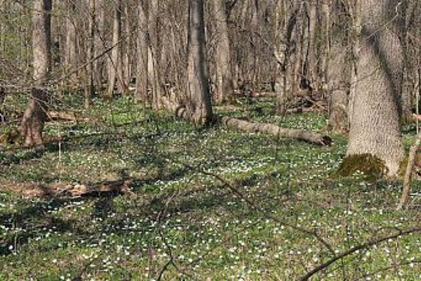 Lohwald im Frühjahr, © J. Knöckelmann