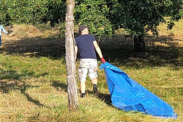 Foto: Annette Kotzur Mehrere Helfer ziehen auf Planen das frisch gemähte Gras von der Streuobstwiese am Germeringer See, um den empfindlichen Boden zu schützen.