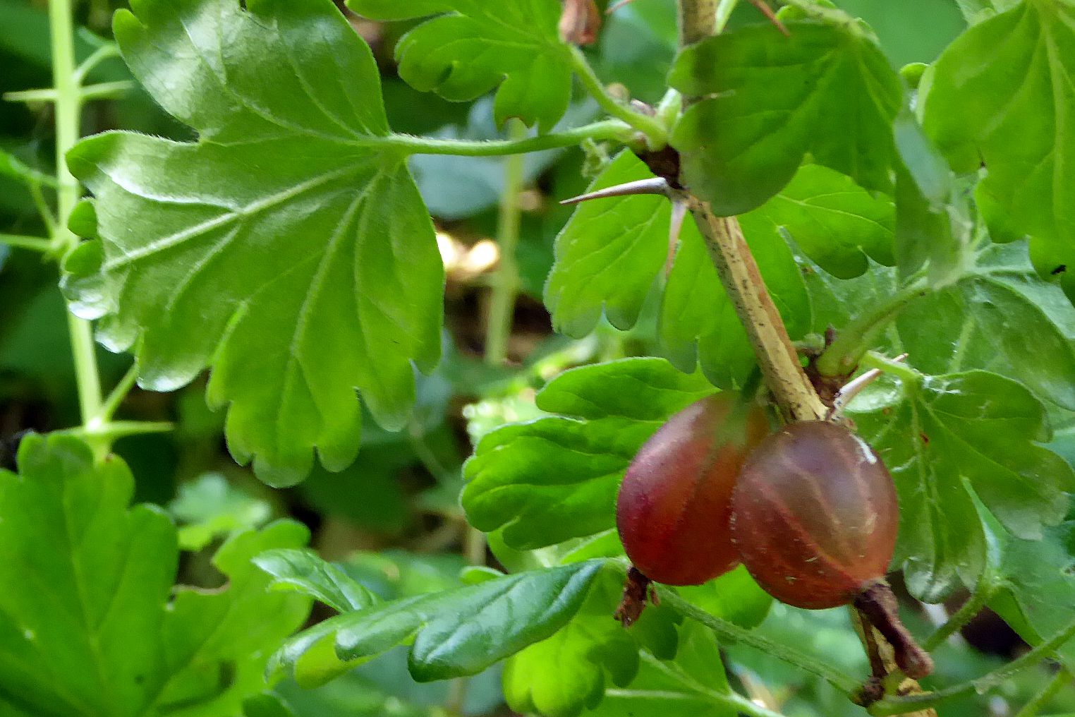 Stachelbeere Erntesträucher, Stachelbeere