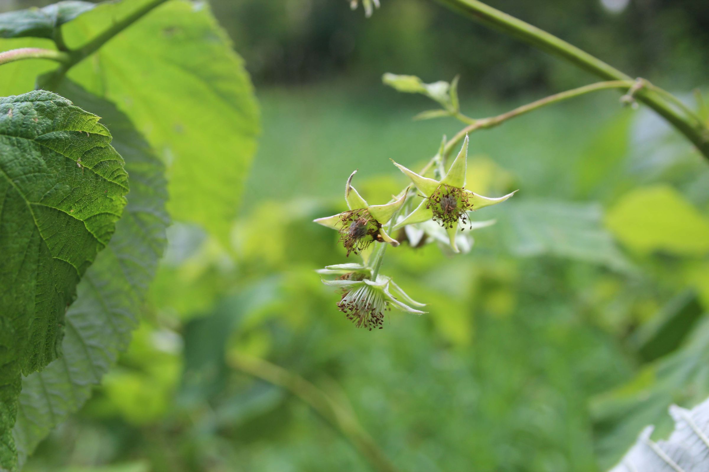 Himbeere Erntesträucher, Himbeere
